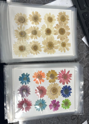 Daisy Pressed Flower
