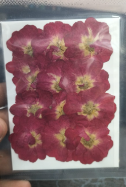 Dry Rose Pressed Flower