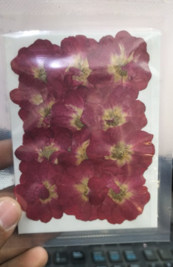 Dry Rose Pressed Flower