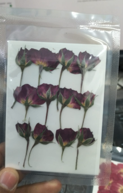 Rose head pressed flower